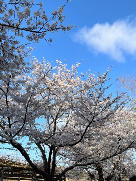 sakura